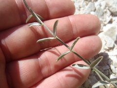 Astragalus arizonicus