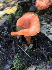 Cantharellus cinnabarinus