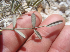 Astragalus arizonicus
