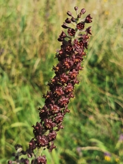 Veratrum nigrum