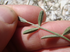 Astragalus arizonicus