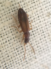Paradromius linearis