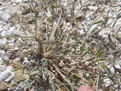 Astragalus arizonicus