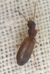 Paradromius linearis