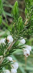 Erica