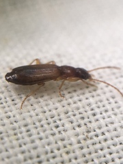 Paradromius linearis