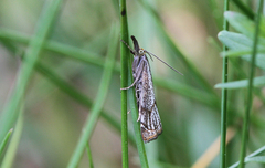 Thisanotia chrysonuchella