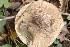 Echinoderma