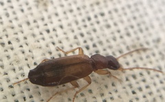 Paradromius linearis