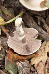 Echinoderma