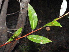 Salix daphnoides