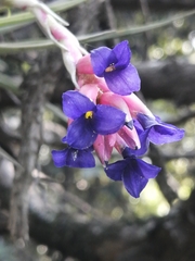 Tillandsia aeranthos