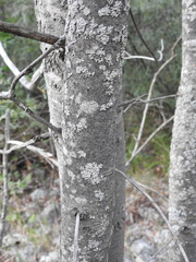 Salix daphnoides