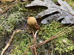 Calostoma ravenelii
