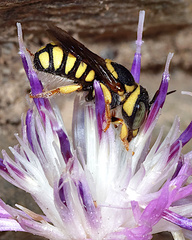 Pseudoanthidium scapulare