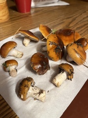 Cortinarius mucosus