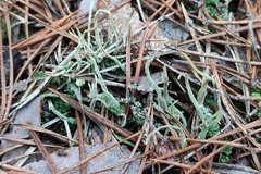 Cladonia subulata