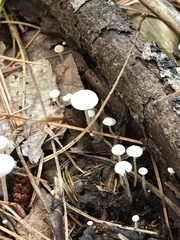 Marasmius capillaris