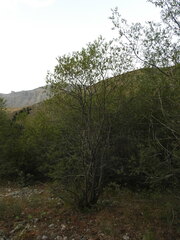 Salix daphnoides