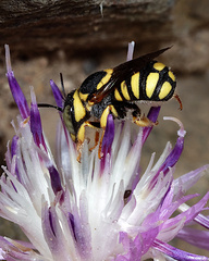 Pseudoanthidium scapulare