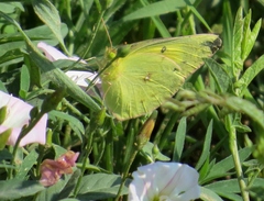 Colias eurytheme