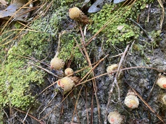 Calostoma ravenelii