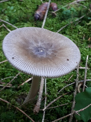 Amanita submembranacea