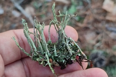 Cladonia subulata