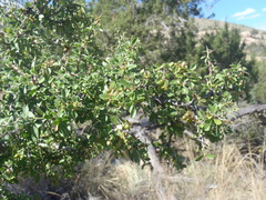 Condalia correllii