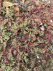 Euphorbia vermiculata