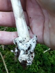 Amanita submembranacea