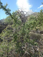 Condalia correllii