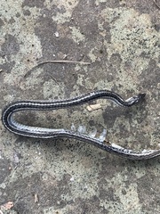 Tropidoclonion lineatum