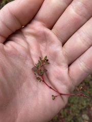 Euphorbia vermiculata