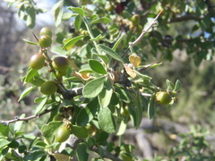 Condalia correllii