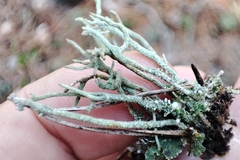 Cladonia subulata