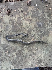 Tropidoclonion lineatum