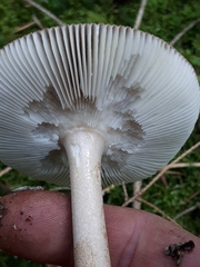 Amanita submembranacea