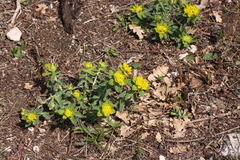 Euphorbia epithymoides