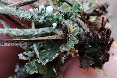 Cladonia subulata