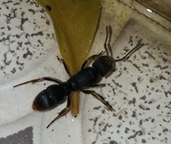 Pseudoneoponera rufipes