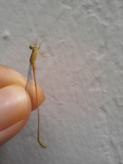 Leptobasis vacillans