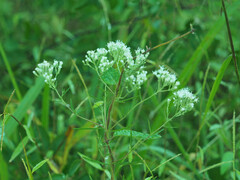 Eupatorium hyssopifolium