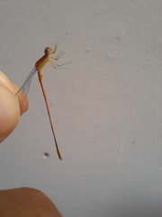 Leptobasis vacillans