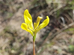 Moraea bellendenii