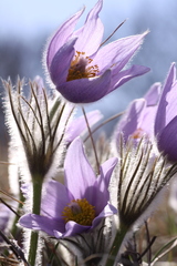 Pulsatilla grandis