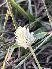 Gomphrena serrata