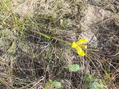 Moraea bellendenii