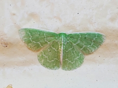 Synchlora frondaria