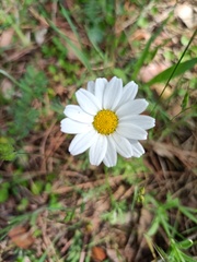 Anthemis arvensis